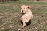 GOLDEN RETRIEVER 066